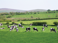 dairy-cow-field