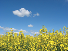 01_Rapeseed-Field