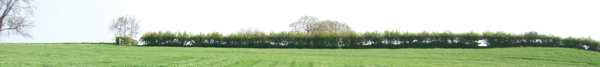 barley-field