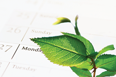Leaf-on-Calendar-CSR9995300_xl
