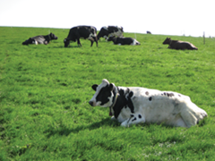 cows-in-field-2