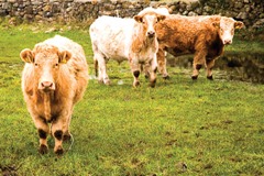 beef cattle credit jim moran