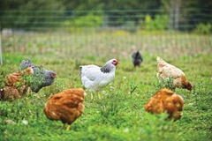 free range chickens 20828911_xl