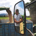 harvesting barley ardfinnan-05