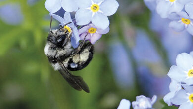 Photo of All-Ireland Pollinator Plan: Boosting biodiversity